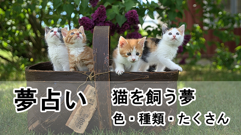 猫を飼う夢のアイキャッチ画像