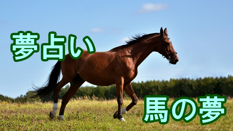 夢占い 馬の夢 馬がたくさん出てくる夢や馬に襲われる夢など13の意味