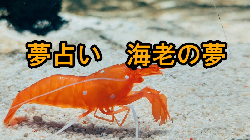 夢占い　海老の夢