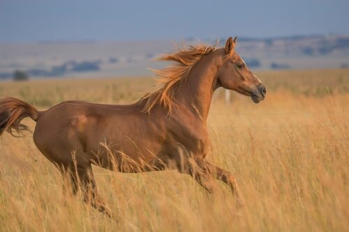夢占い 馬が逃げる夢