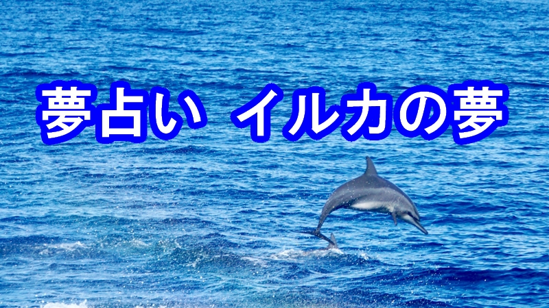 夢占い イルカの夢